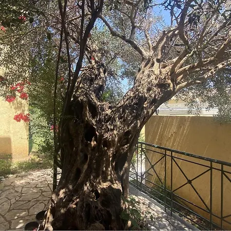 Olive شقة برباتي